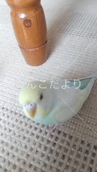 迷い鳥の写真
