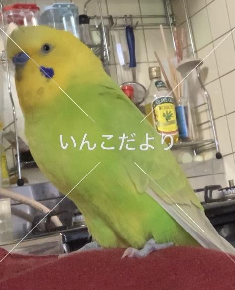 迷い鳥の写真