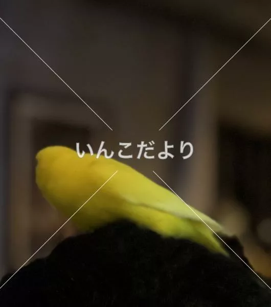 保護鳥の写真