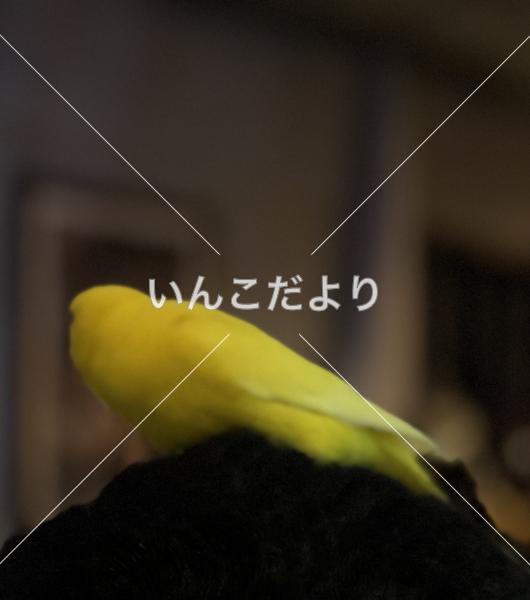 保護鳥の写真