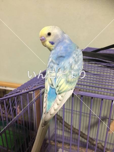 保護鳥の写真