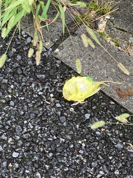 保護鳥の写真