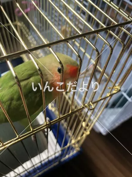 迷い鳥の写真