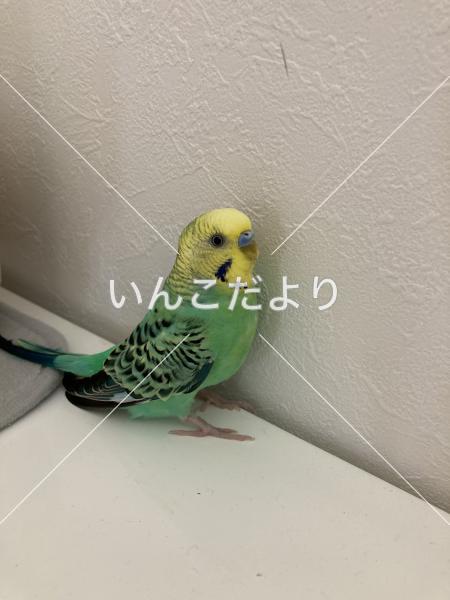 保護鳥の写真