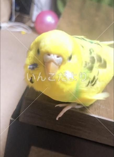 迷い鳥の写真
