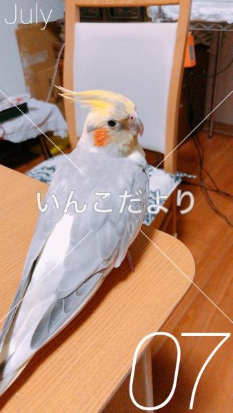迷い鳥の写真