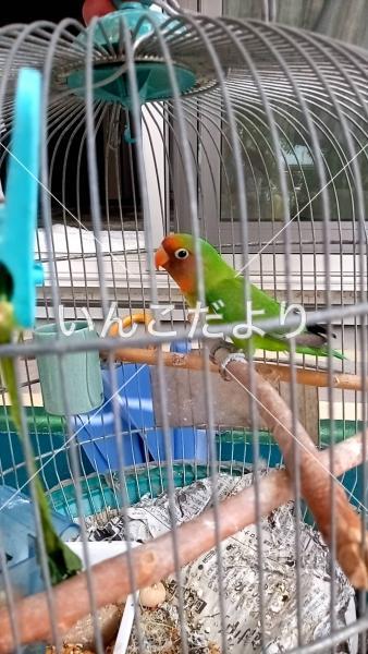 保護鳥の写真
