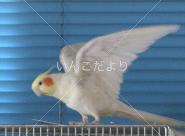 迷い鳥の写真