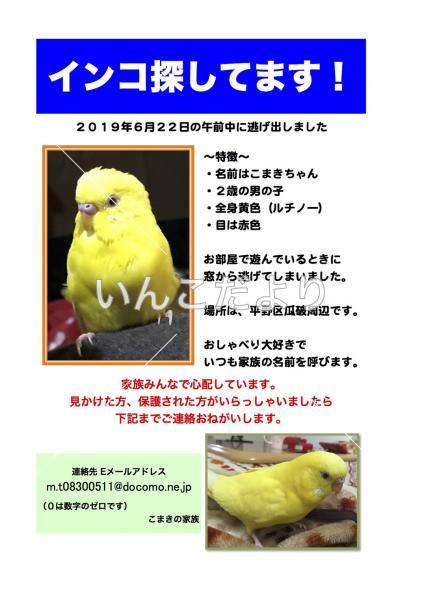 迷い鳥の写真