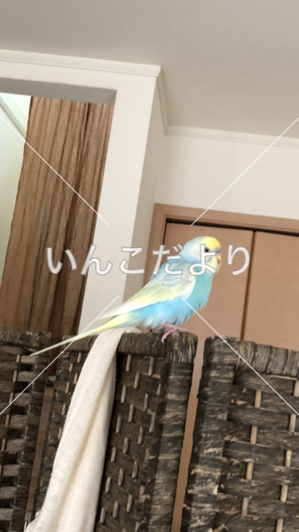 迷い鳥の写真