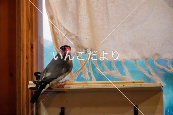 迷い鳥の写真