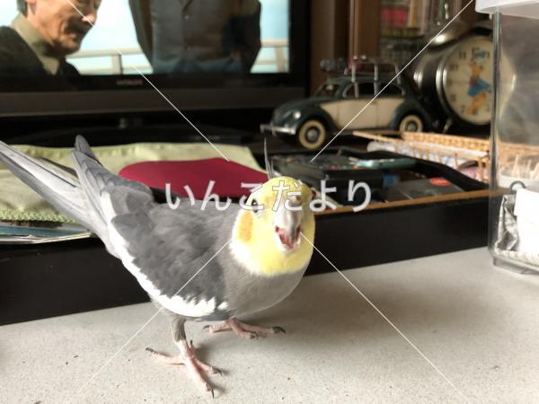 迷い鳥の写真