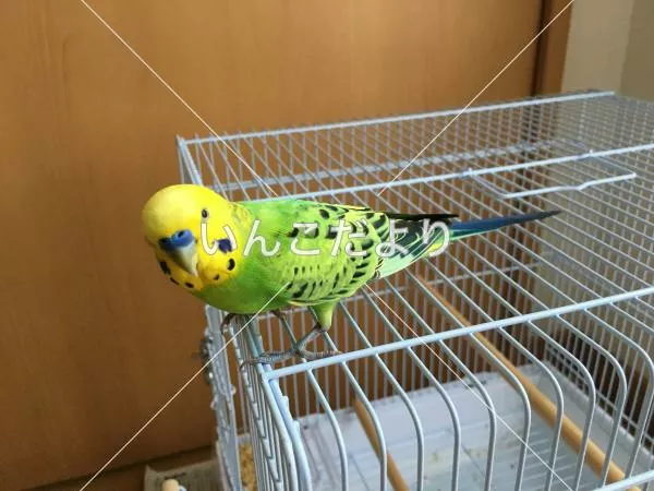 保護鳥の写真