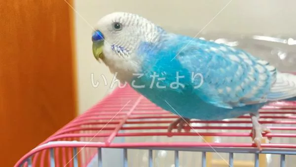 迷い鳥の写真