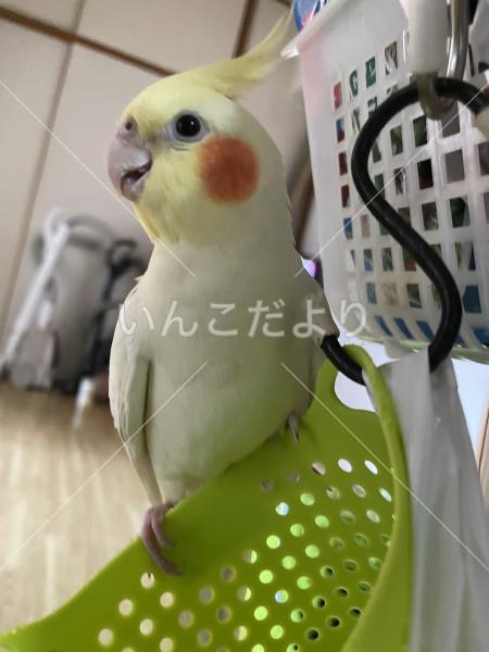 迷い鳥の写真