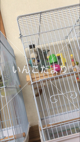 迷い鳥の写真