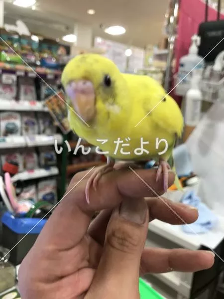 保護鳥の写真