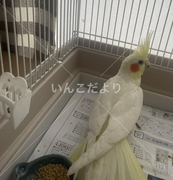 保護鳥の写真