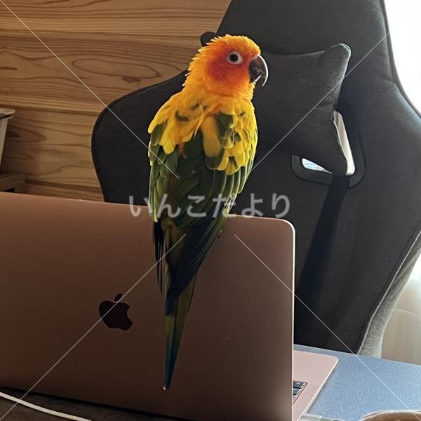 迷い鳥の写真