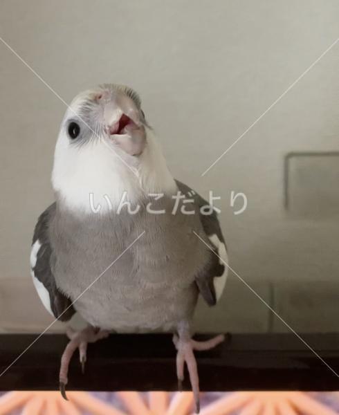 迷い鳥の写真