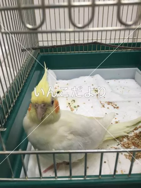 保護鳥の写真