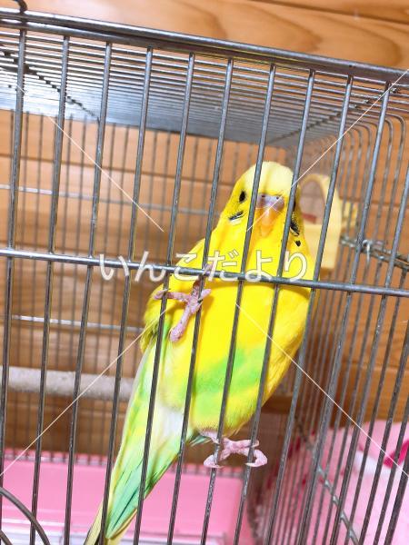 保護鳥の写真