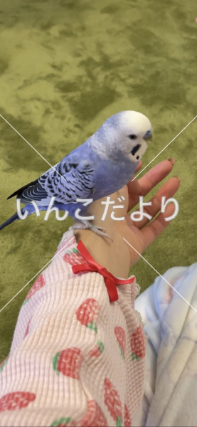 迷い鳥の写真