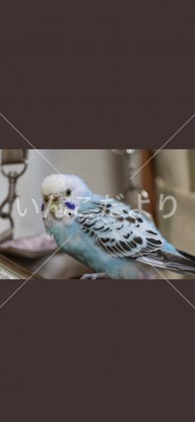 保護鳥の写真