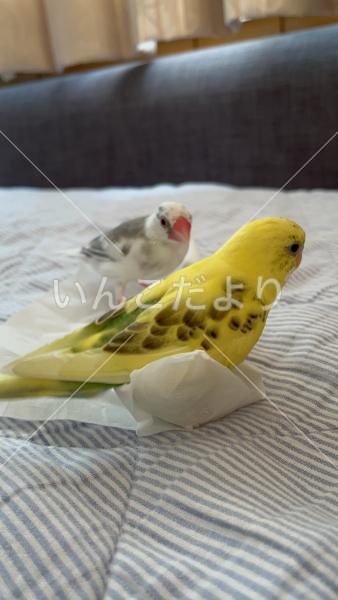 迷い鳥の写真