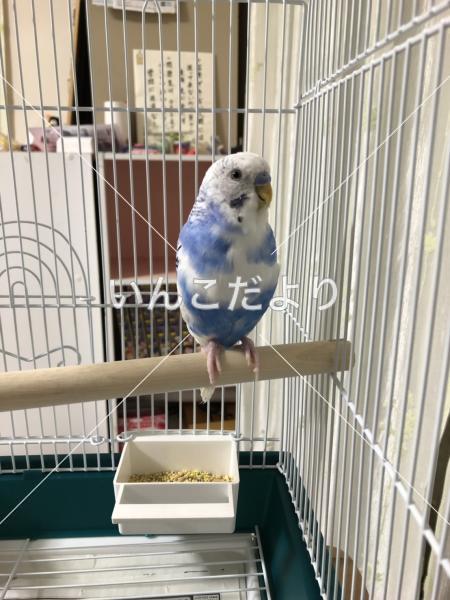 迷い鳥の写真