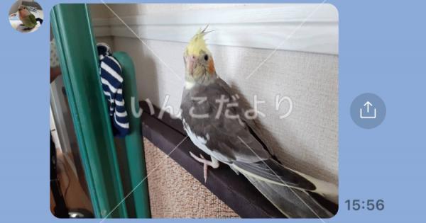 迷い鳥の写真