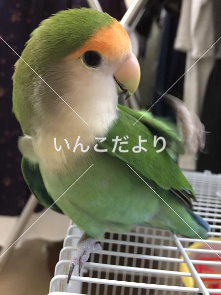 迷い鳥の写真