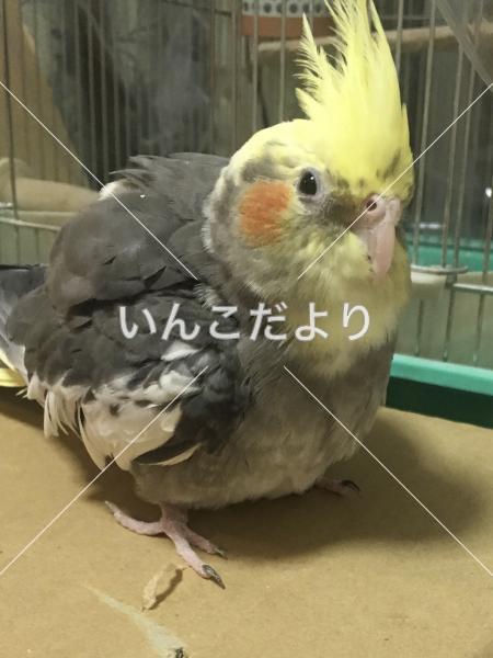 迷い鳥の写真