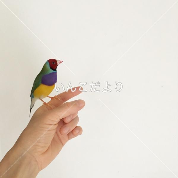 迷い鳥の写真