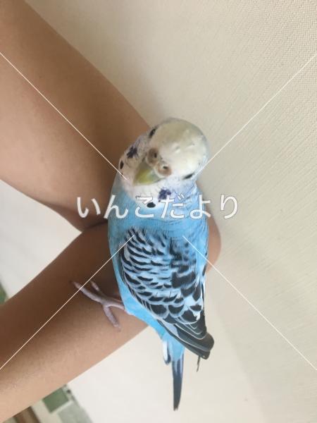 保護鳥の写真