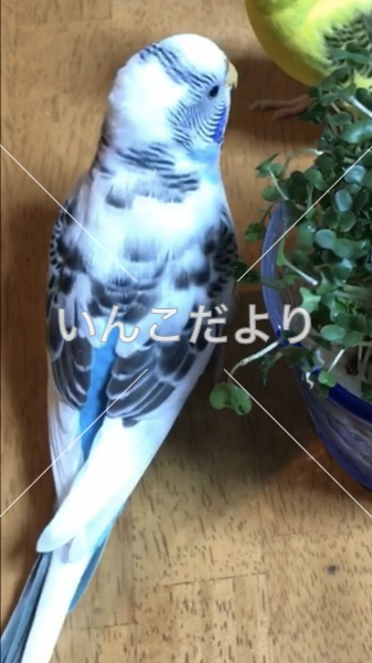 迷い鳥の写真