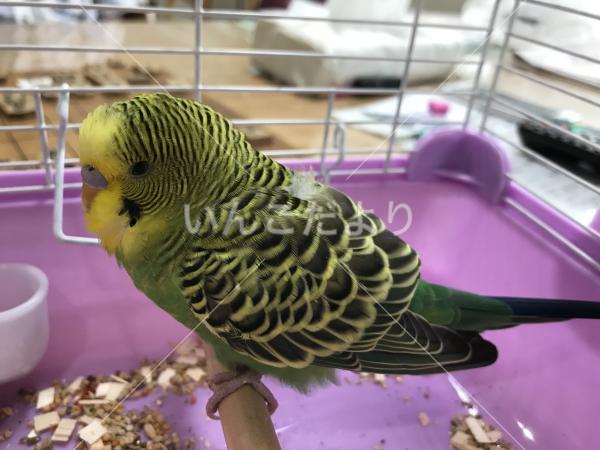 保護鳥の写真