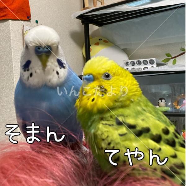 迷い鳥の写真