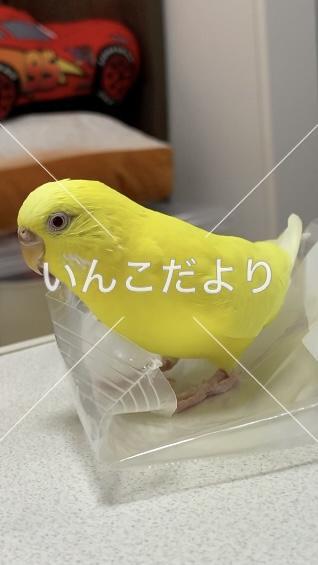 迷い鳥の写真