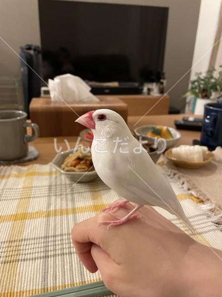 迷い鳥の写真