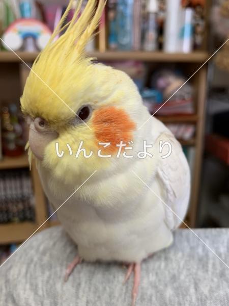 迷い鳥の写真