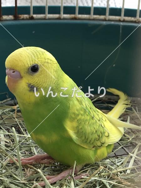 迷い鳥の写真