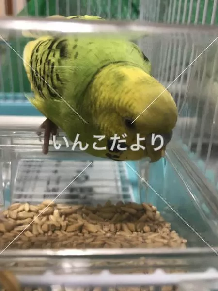 保護鳥の写真