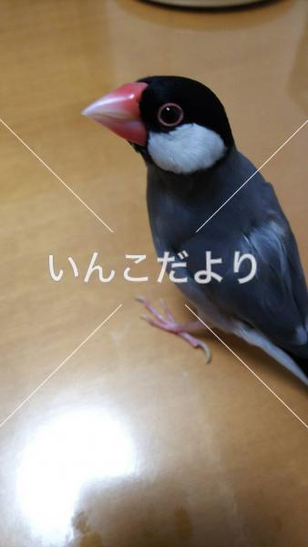 迷い鳥の写真