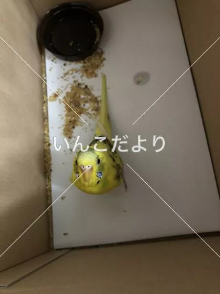 保護鳥の写真