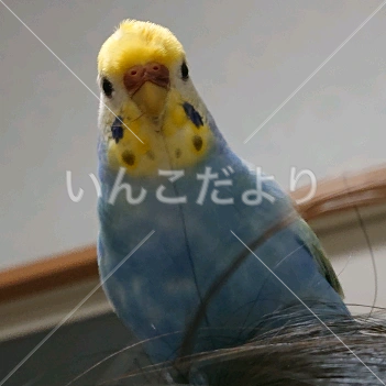 迷い鳥の写真