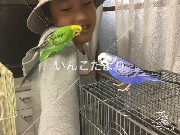 迷い鳥の写真