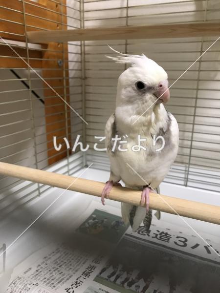 迷い鳥の写真