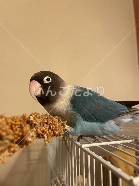 迷い鳥の写真