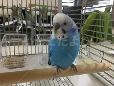 保護鳥の写真